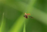 展翅欲飞的瓢虫