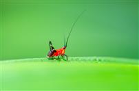 红影栖叶，绿意共生