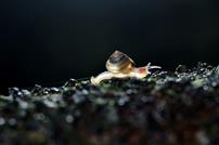 苔痕蜗行，微光共生