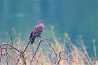 鸠栖野枝，生机盎然