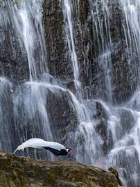 瀑下仙禽，共生野趣