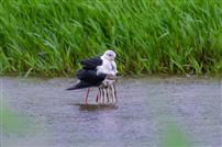 羽下雏栖，绿泽共生