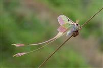 蛾中仙子-长尾天蚕蛾