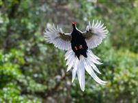 白羽振林，绿境仙踪