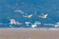 云天水岸，白羽双飞