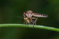 虫猎叶间，生态微链