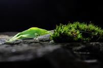 石苔虫语，生态流彩