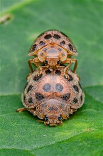 叶间虫影，生机盎然