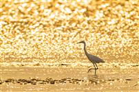 金滩栖羽，生机流彩