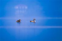 蓝湖双影，生态共生