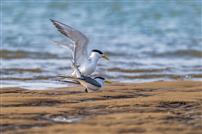 滩涂双影，鸥舞生机