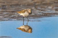 滩影双栖，水映生机