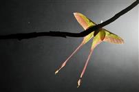 夜枝藏韵，蛾影流金