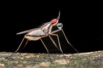 珠缀红眸，虫栖生机