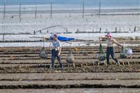 滩涂归渔，海畔情长