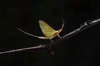 蜉蝣振翅，微生万象