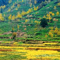 层峦织绿，秋野铺黄