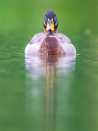 绿波映影，满池生春