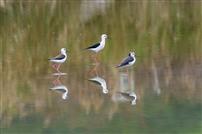 三影凌波，生态悠然