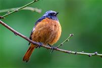 枝间橙绒球：北红尾鸲的憨态时刻