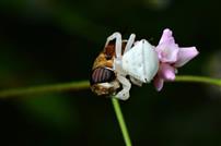 花间伏击，生态法则