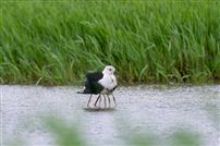 母怀护羽，湿地生情