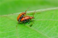 虫影相依，野趣天成