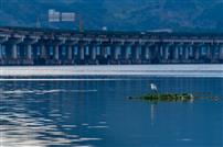 一鹭独立，生态守望