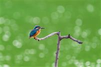 翠羽栖枝，绿波生香