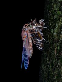 夜蝉蜕变，微界生机