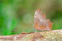 蝶蝇同枝，微界相逢