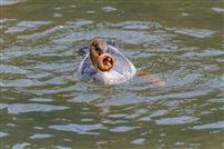 中华秋沙鸭的&nbsp;“唇上枷锁”