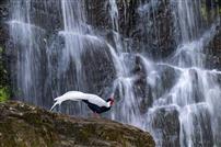 素羽听瀑：云泉间的白衣仙子