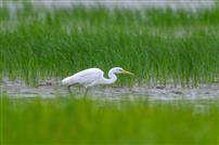 水畔青秧伴鹭行