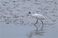 科技护航琵鹭归