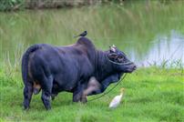 青畴牛鸟共生图