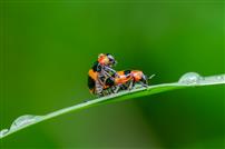 露润彩虫共生情