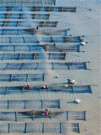 滩涂采收日：头水紫菜的晨作