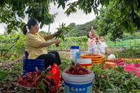 荔红满枝乐农家