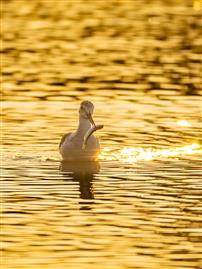 金辉漫溯：青脚鹬的收获时刻