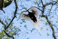 白鹇振翅入青林