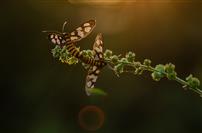 鹿蛾交尾沐金辉