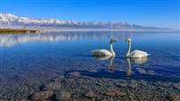 冰湖天鹅映雪山