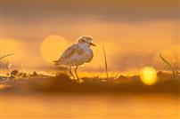 金羽栖滩沐暖光