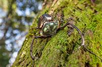 苔枝金龟守林隅