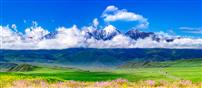 草甸繁花映雪山