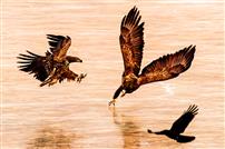 白尾海雕突袭瞬间