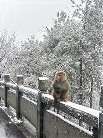 雪径孤猿