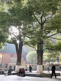 树下的城市日常