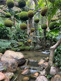 荫生植物——聆听宁静